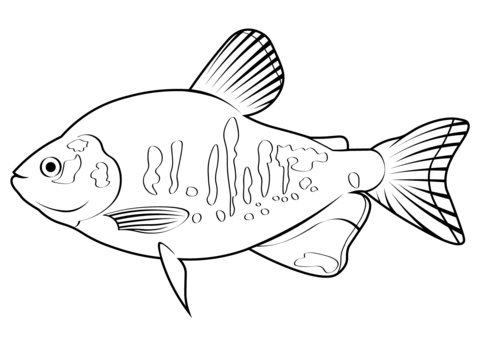 Pirapitinga (Piaractus Brachypomus) Coloring Page